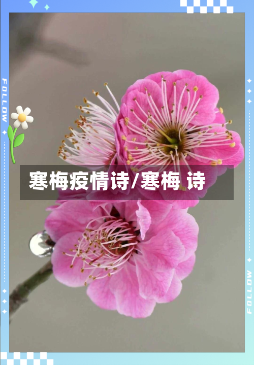 寒梅疫情诗/寒梅 诗-第3张图片