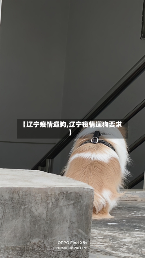 【辽宁疫情遛狗,辽宁疫情遛狗要求】-第1张图片